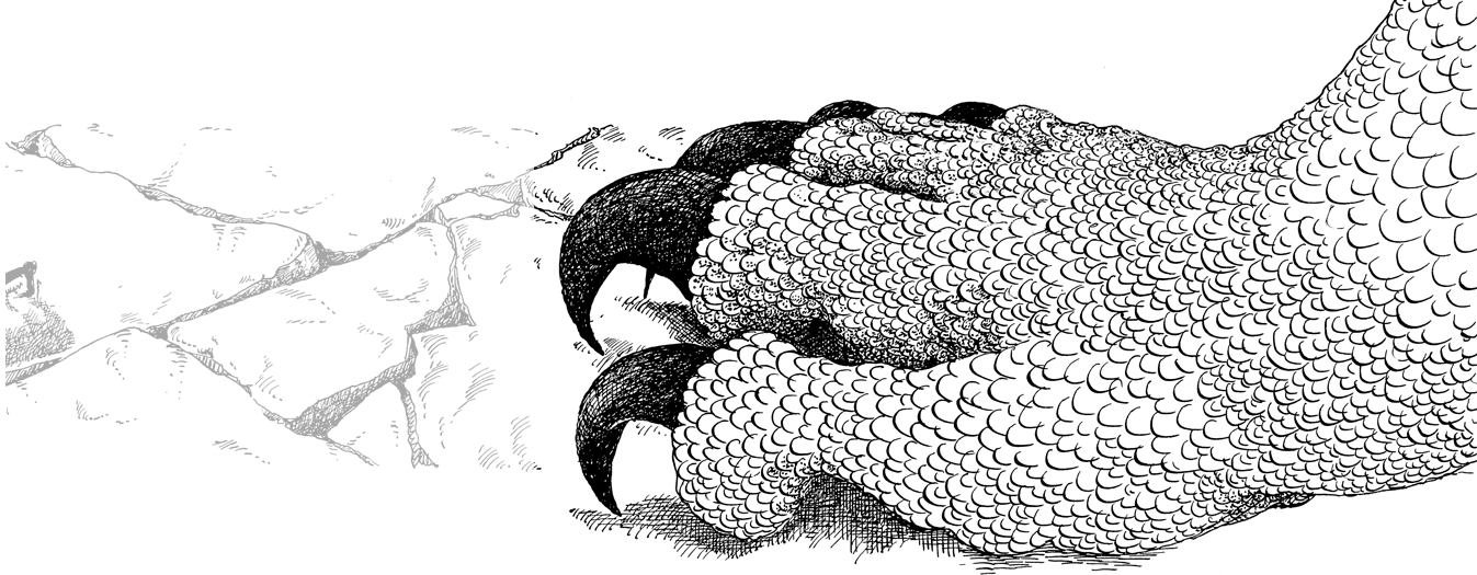 DRachenreiter - Header Drachenklaue